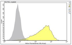 Muscle Satellite Cells, Rat anti-Mouse, Clone: SM-C-2.6 , Millipore Sigma